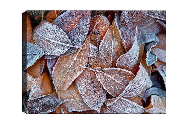 Lærredsbillede - Frosne efterårsblade i varme nuancer, Orange / Grå / Hvid