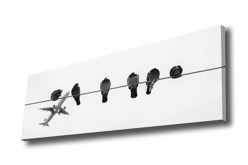 Lærredsbillede - Fugle på en wire med et fly i baggrunden, Sort / Hvid