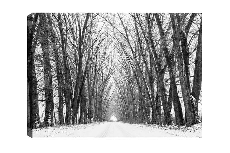 Lærredsbillede - Gold allé med bare træer i vinterlandskab, Sort / Hvid / Grå