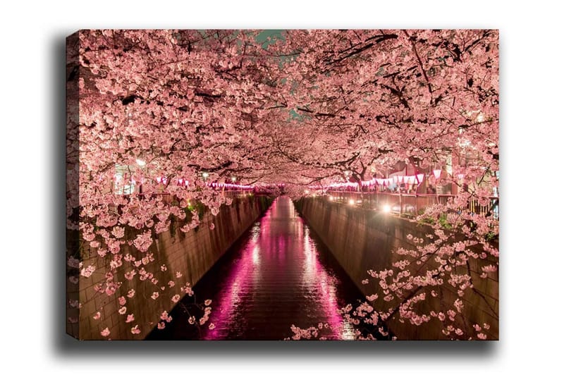 Lærredsbillede - Kirsebærblomster ved en kanal, Lyserød / Grøn / Lilla