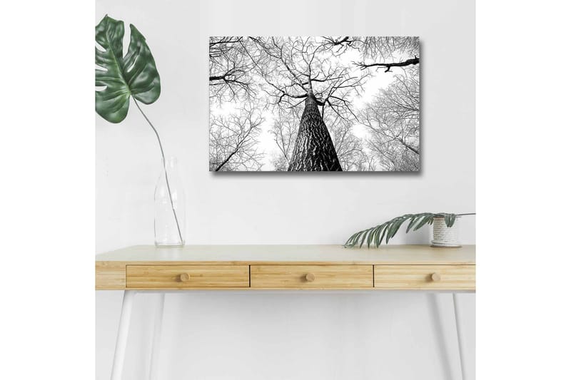 Lærredsbillede med LED-belysning - Højt perspektiv af et fyrretræ med grene, der strækker sig mod himlen - Sort / Hvid - Boligtilbehør - Billeder & kunst - Billeder på lærred