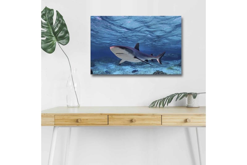 Lærredsbillede med LED-belysning - Haj svømmer i klart blåt vand, Blå / Grå / Hvid