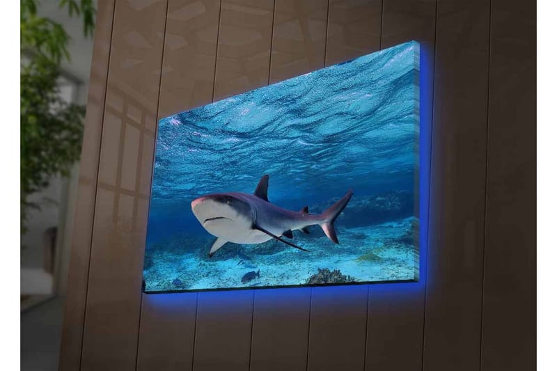 Lærredsbillede med LED-belysning - Haj svømmer i klart blåt vand - Blå / Grå / Hvid - Boligtilbehør - Billeder & kunst - Billeder på lærred