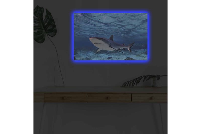 Lærredsbillede med LED-belysning - Haj svømmer i klart blåt vand - Blå / Grå / Hvid - Boligtilbehør - Billeder & kunst - Billeder på lærred