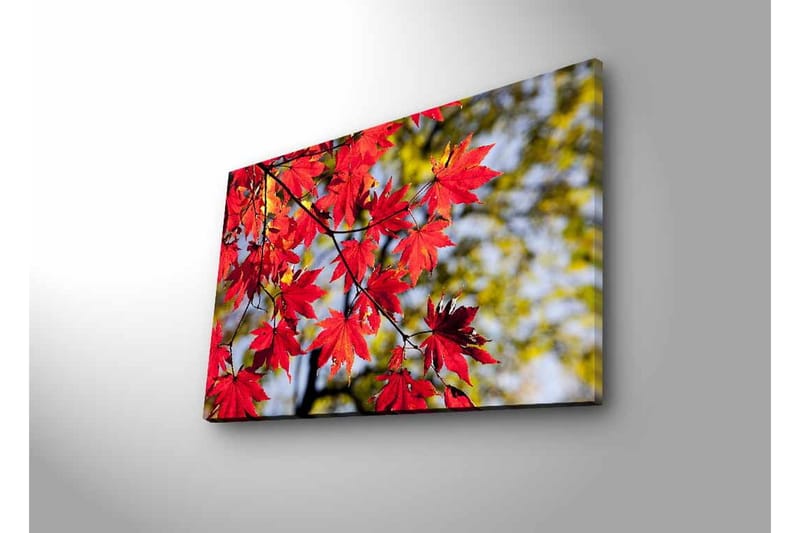 Lærredsbillede med LED-belysning - Klare røde ahornblade hængende fra en gren - Rød / Grøn - Boligtilbehør - Billeder & kunst - Billeder på lærred
