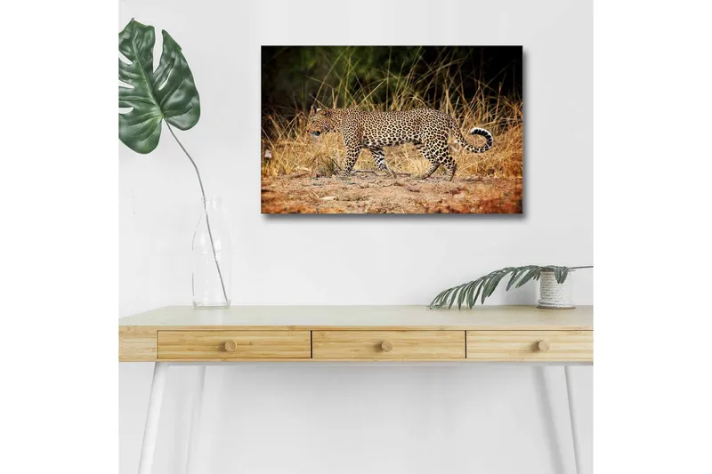 Lærredsbillede med LED-belysning - Leopard sniger sig gennem det tørre græs, Gyldenbrun / Sort / Hvid