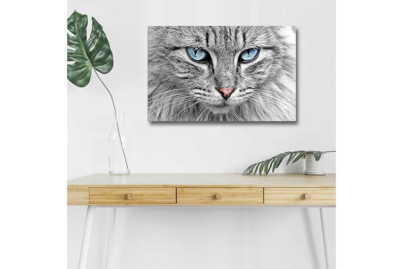 Lærredsbillede med LED-belysning - Nærbillede af en grå kat med blå øjne, Grå / Blå / Lyserød