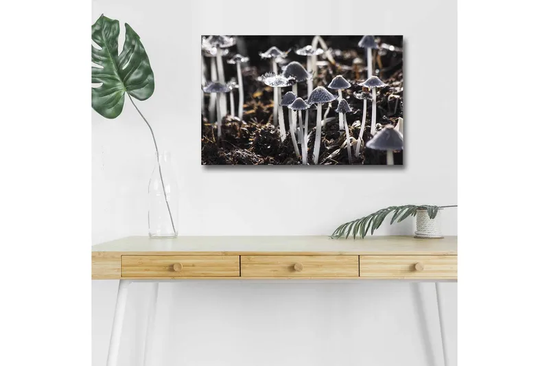 Lærredsbillede med LED-belysning - Sort-hvide svampe i et naturligt miljø, Sort / Hvid / Grå