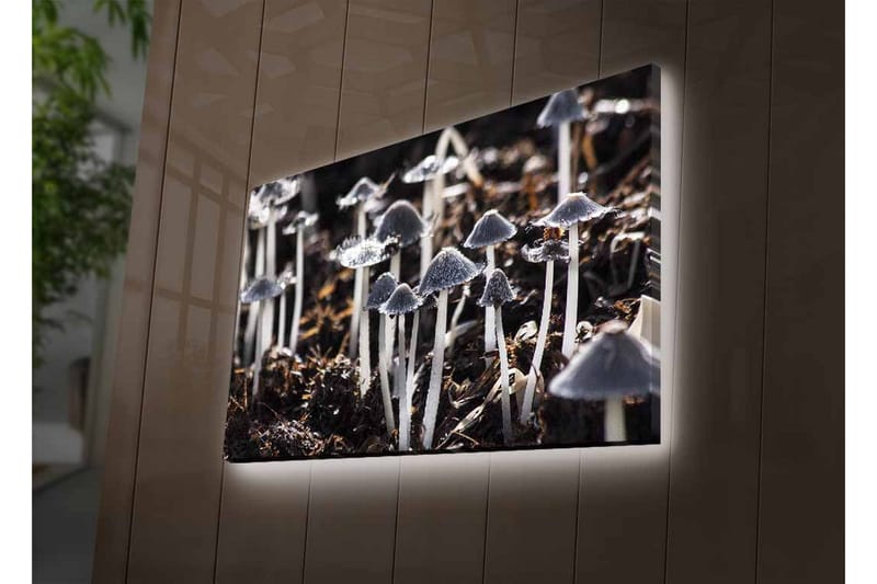 Lærredsbillede med LED-belysning - Sort-hvide svampe i et naturligt miljø - Sort / Hvid / Grå - Boligtilbehør - Billeder & kunst - Billeder på lærred