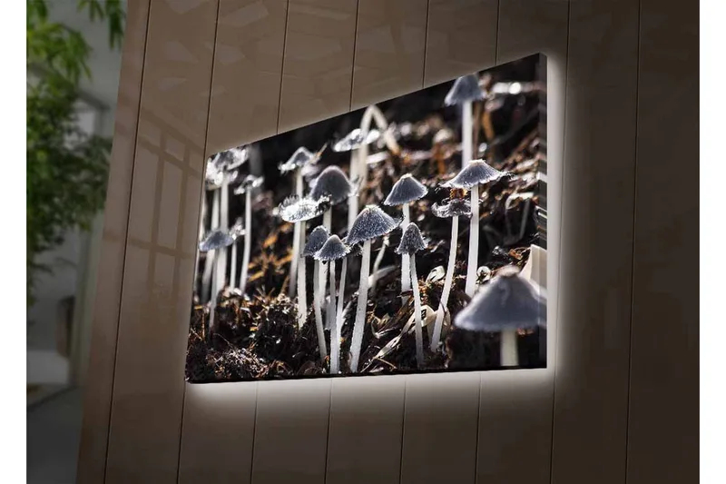 Lærredsbillede med LED-belysning - Sort-hvide svampe i et naturligt miljø - Sort / Hvid / Grå - Boligtilbehør - Billeder & kunst - Billeder på lærred
