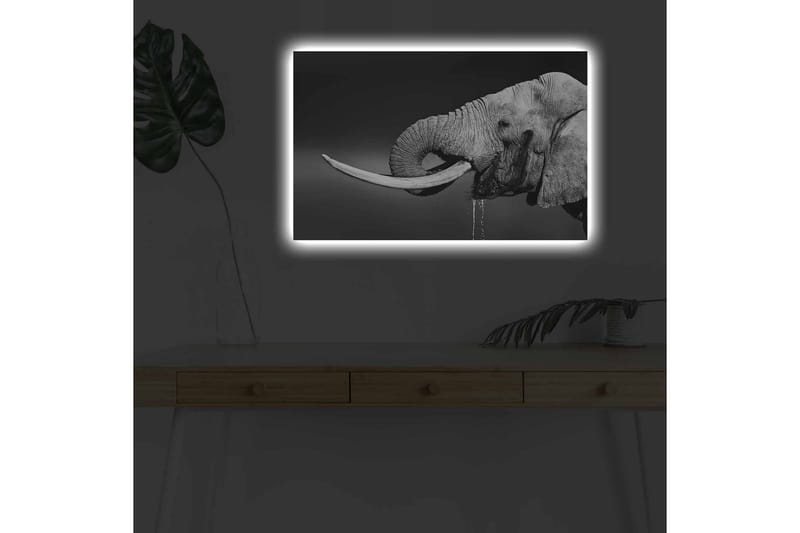 Lærredsbillede med LED-belysning - Sort og hvid elefant med hængende stødtænder - Sort / Grå - Boligtilbehør - Billeder & kunst - Billeder på lærred
