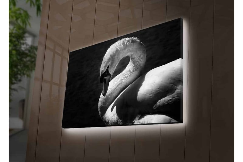 Lærredsbillede med LED-belysning - Sort og hvid svane i elegant positur - Sort / Hvid - Boligtilbehør - Billeder & kunst - Billeder på lærred