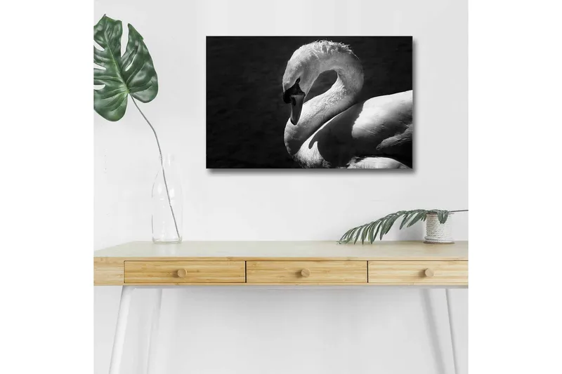 Lærredsbillede med LED-belysning - Sort og hvid svane i elegant positur, Sort / Hvid
