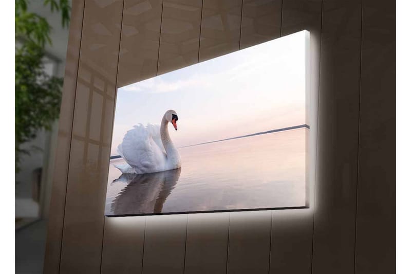 Lærredsbillede med LED-belysning - Sort svane svømmer i stille vand - Hvid / Grå / Lyseblå - Boligtilbehør - Billeder & kunst - Billeder på lærred