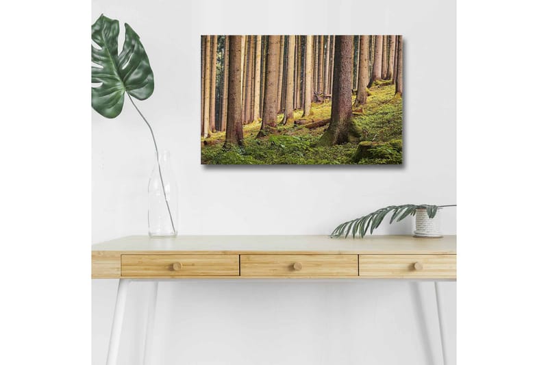 Lærredsbillede med LED-belysning - Stille skov med høje træer og frodigt grønt, Grøn / Brun / Beige