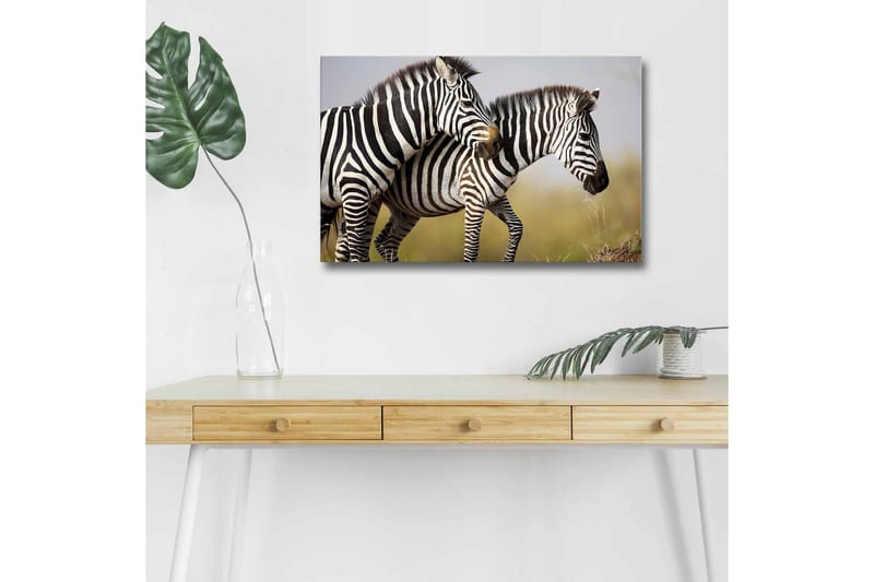 Lærredsbillede med LED-belysning - To zebraer står tæt sammen i et naturligt miljø, Sort / Hvid / Beige