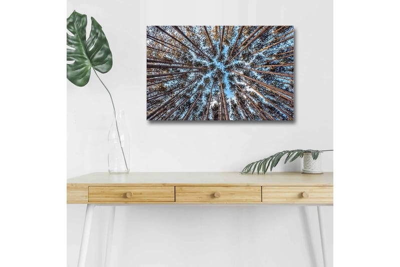 Lærredsbillede med LED-belysning - Udsigt opad gennem trætoppene i en skov - Blå / Brun / Grøn - Boligtilbehør - Billeder & kunst - Billeder på lærred