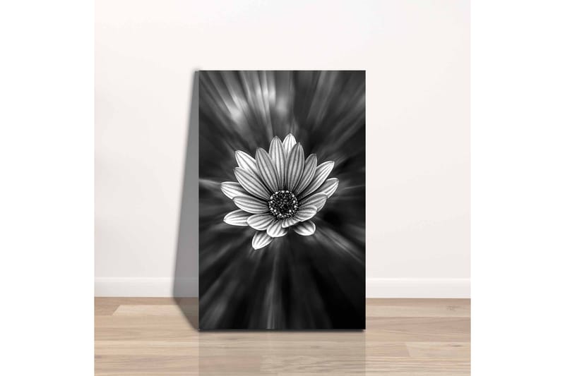 Lærredsbillede - Sort-hvid blomst med lysstråler, der skaber en dramatisk effekt - Sort / Hvid / Grå - Boligtilbehør - Billeder & kunst - Billeder på lærred