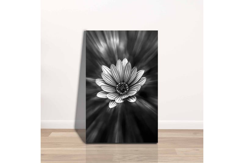 Lærredsbillede - Sort-hvid blomst med lysstråler, der skaber en dramatisk effekt - Sort / Hvid / Grå - Boligtilbehør - Billeder & kunst - Billeder på lærred