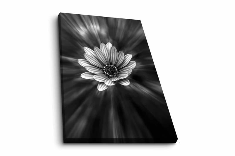 Lærredsbillede - Sort-hvid blomst med lysstråler, der skaber en dramatisk effekt, Sort / Hvid / Grå