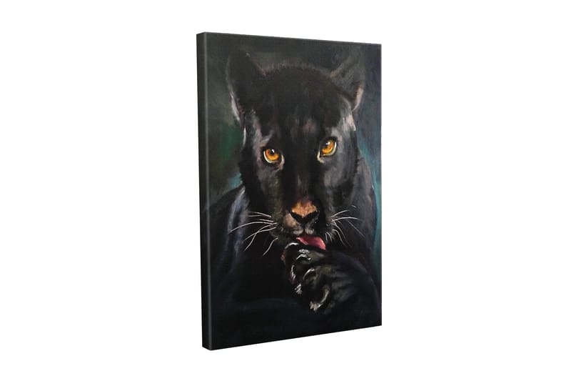 Lærredsbillede - Sort panter med intense øjne, der slikker sin pote, Sort / Guld / Mørkegrøn