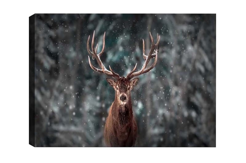 Lærredsbillede - Statslig elg med imponerende gevirer i et snedækket skovmiljø, Brun / Grå / Hvid