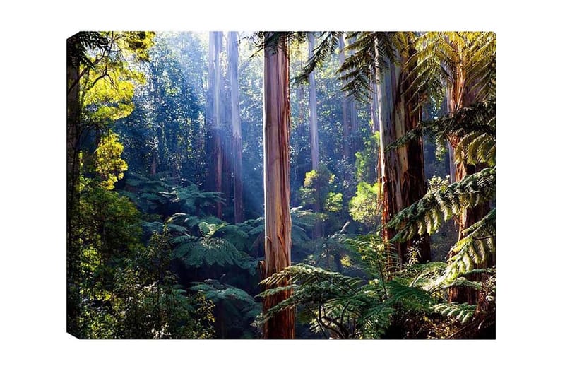Lærredsbillede - Stille skov med høje eukalyptustræer og frodig vegetation, Grøn / Brun / Gul