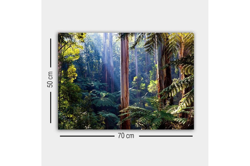 Lærredsbillede - Stille skov med høje eukalyptustræer og frodig vegetation - Grøn / Brun / Gul - Boligtilbehør - Billeder & kunst - Billeder på lærred