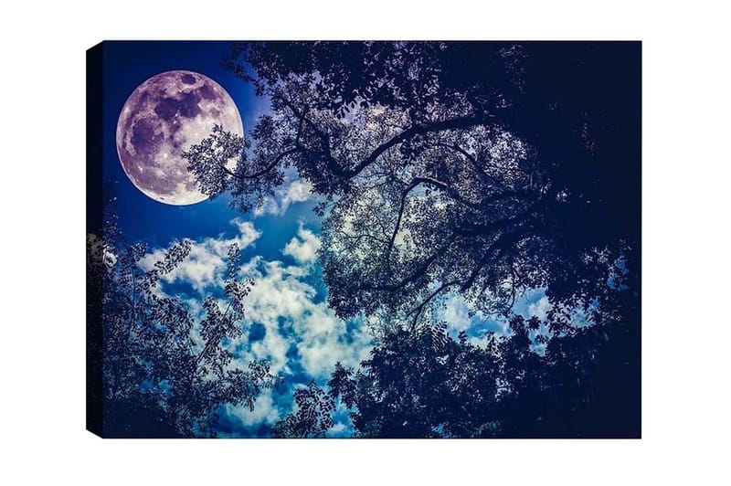 Lærredsbillede - Storslået måne, der skinner over en nattehimmel med trætoppene i silhuet, Mørkeblå / Lyseblå / Hvid