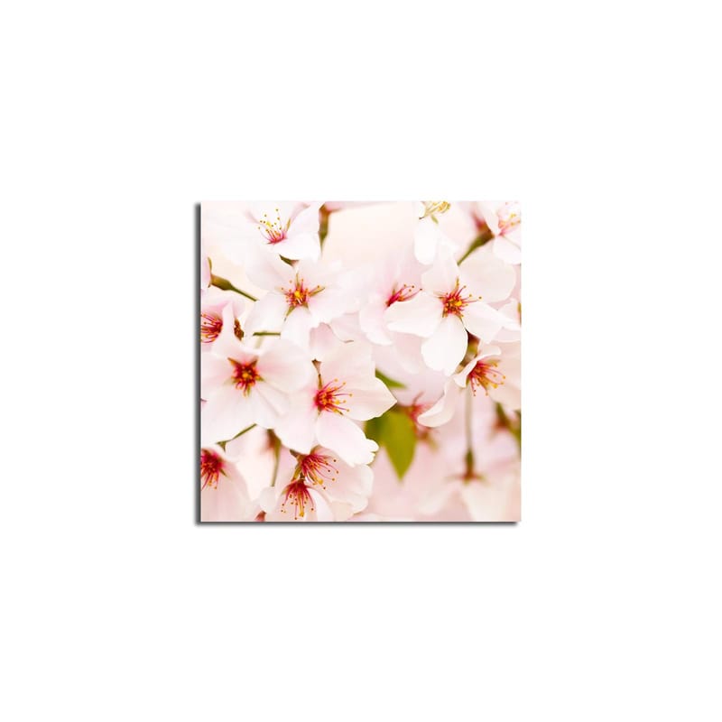 Lærredstryk 45x45 cm - Blomstrende kirsebærblomster i pastelfarver - Lys pink / Hvid / Grøn - Boligtilbehør - Billeder & kunst - Billeder på lærred
