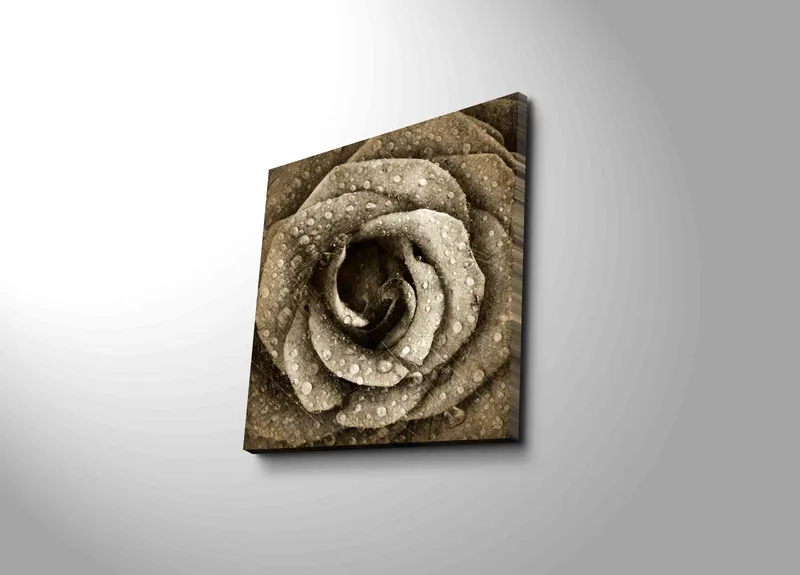 Lærredstryk 45x45 cm - Detaljeret rose med vanddråber, Grå / Beige