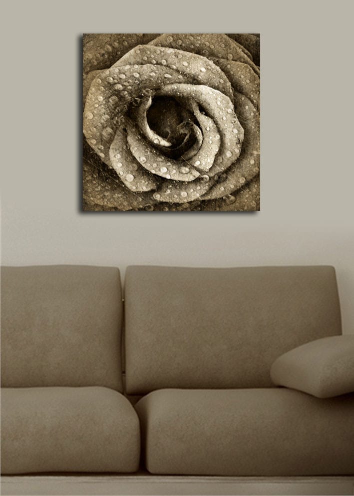 Lærredstryk 45x45 cm - Detaljeret rose med vanddråber - Grå / Beige - Boligtilbehør - Billeder & kunst - Billeder på lærred