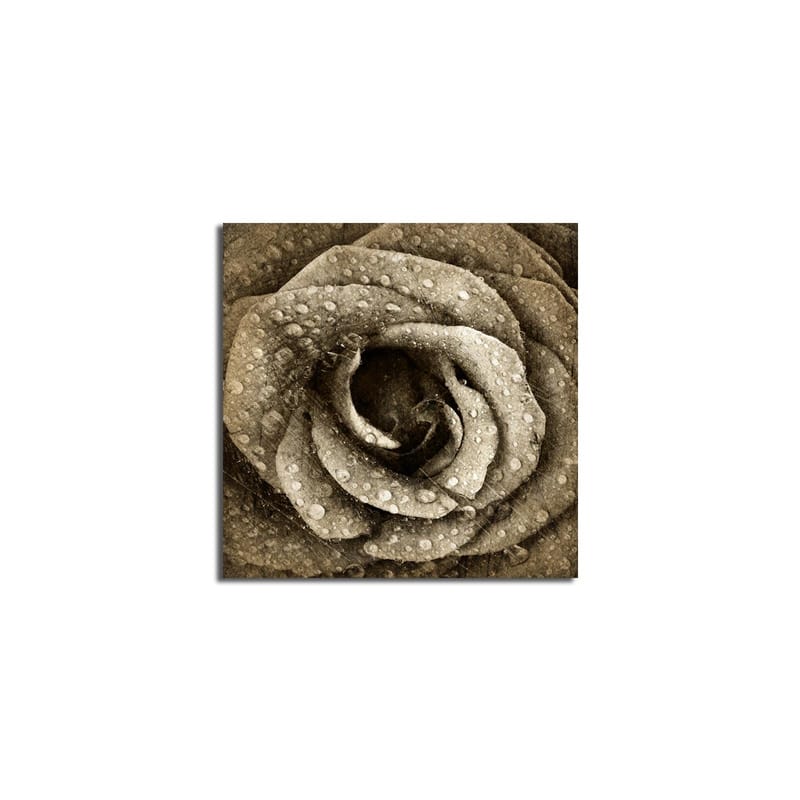 Lærredstryk 45x45 cm - Detaljeret rose med vanddråber - Grå / Beige - Boligtilbehør - Billeder & kunst - Billeder på lærred