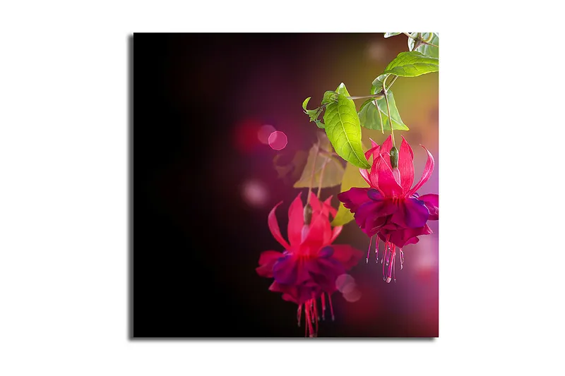 Lærredstryk 45x45 cm - Farverig hængende fuchsia med grønne blade, Lyserød / Lilla / Grøn