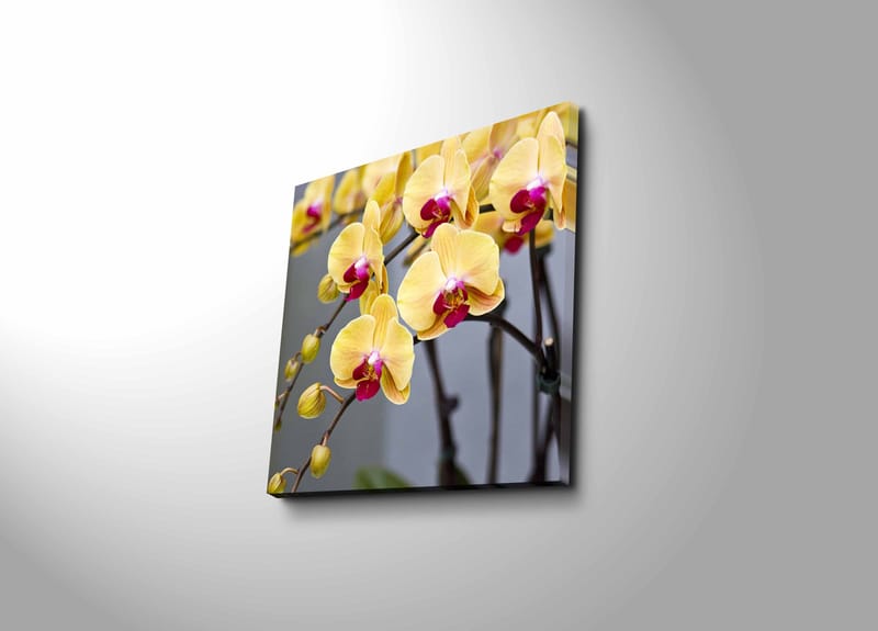 Lærredstryk 45x45 cm - Farverig orkidé med gule og lyserøde blomster - Gul / Lyserød - Boligtilbehør - Billeder & kunst - Billeder på lærred