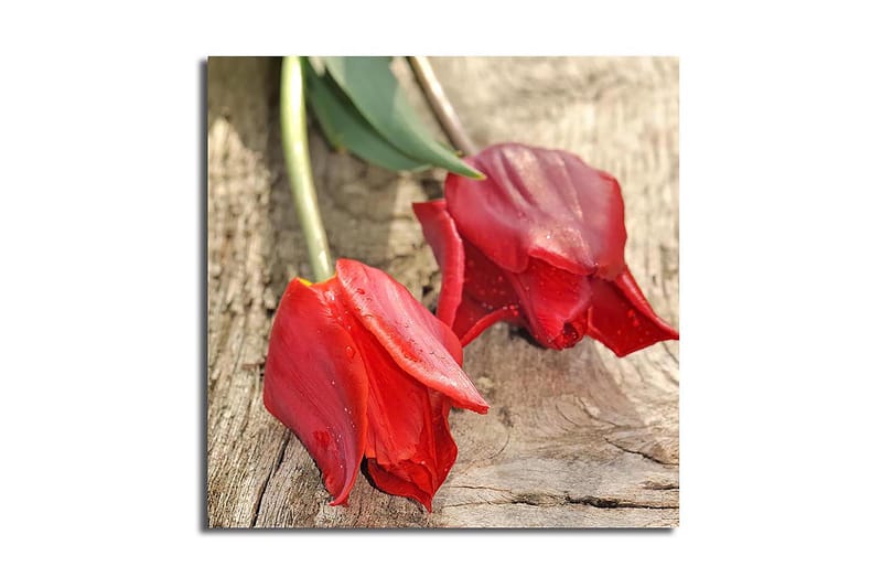 Lærredstryk 45x45 cm - Røde tulipaner på træoverflade, Rød / Grøn
