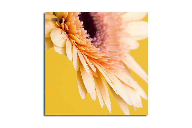 Lærredstryk 45x45 cm - Smuk blomst med klare kronblade og vanddråber, Lys pink / Gul / Lilla