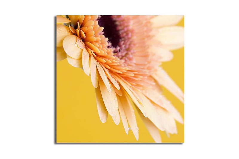 Lærredstryk 45x45 cm - Smuk blomst med klare kronblade og vanddråber, Lys pink / Gul / Lilla