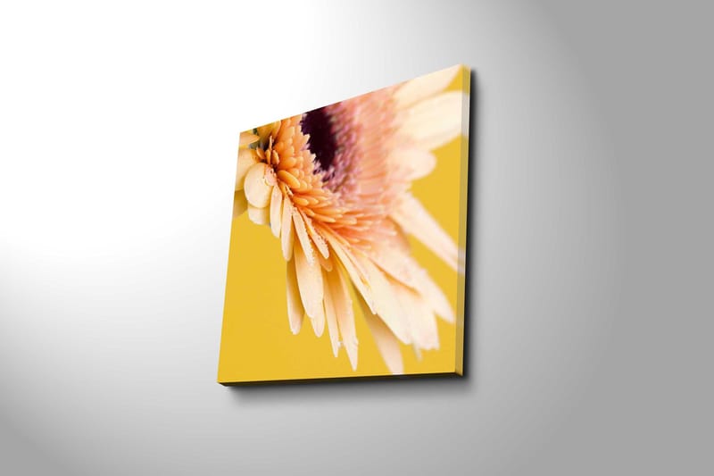 Lærredstryk 45x45 cm - Smuk blomst med klare kronblade og vanddråber - Lys pink / Gul / Lilla - Boligtilbehør - Billeder & kunst - Billeder på lærred