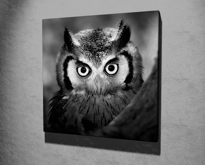 Lærredstryk 45x45 cm - Sort-hvid nærbillede af ugle med froststænkede fjer og et gennemtrængende blik - Sort / Hvid - Boligtilbehør - Billeder & kunst - Billeder på lærred