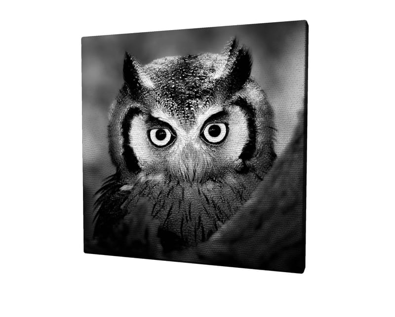 Lærredstryk 45x45 cm - Sort-hvid nærbillede af ugle med froststænkede fjer og et gennemtrængende blik, Sort / Hvid