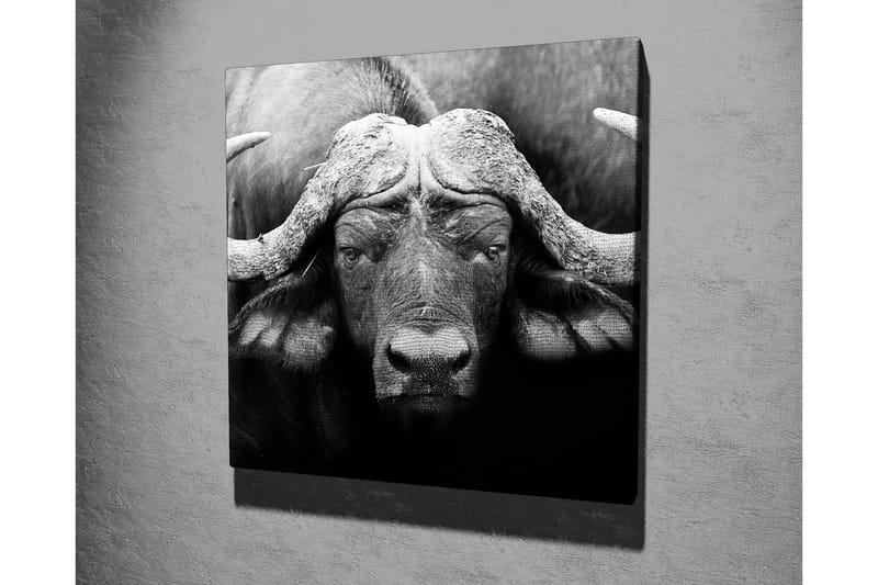 Lærredstryk 45x45 cm - Storslået bøffel med kraftige horn - Sort / Grå - Boligtilbehør - Billeder & kunst - Billeder på lærred