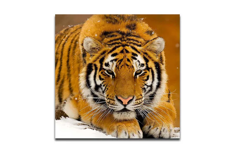 Lærredstryk 45x45 cm - Tiger liggende på sneen med intenst blik - Orange / Sort / Hvid - Boligtilbehør - Billeder & kunst - Billeder på lærred