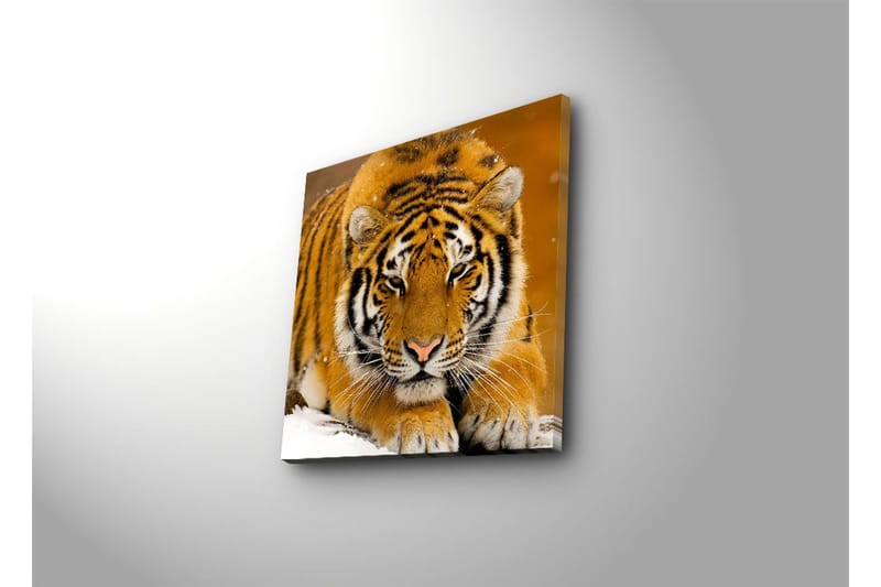 Lærredstryk 45x45 cm - Tiger liggende på sneen med intenst blik - Orange / Sort / Hvid - Boligtilbehør - Billeder & kunst - Billeder på lærred