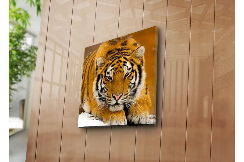 Lærredstryk 45x45 cm - Tiger liggende på sneen med intenst blik - Orange / Sort / Hvid - Boligtilbehør - Billeder & kunst - Billeder på lærred