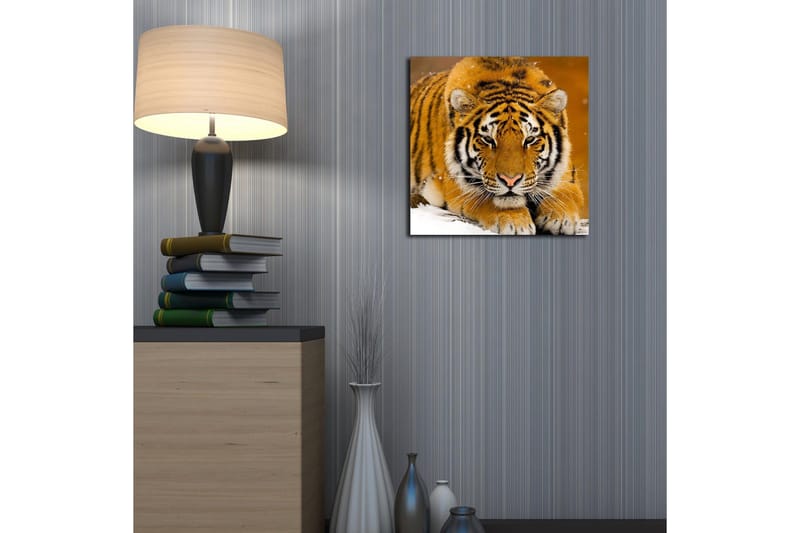 Lærredstryk 45x45 cm - Tiger liggende på sneen med intenst blik - Orange / Sort / Hvid - Boligtilbehør - Billeder & kunst - Billeder på lærred
