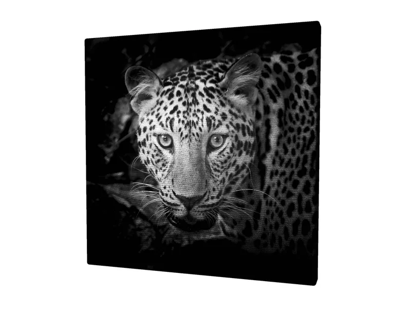 Lærredstryk 45x45 cm - Portræt af en leopard med intense øjne, Sort / Hvid / Grå