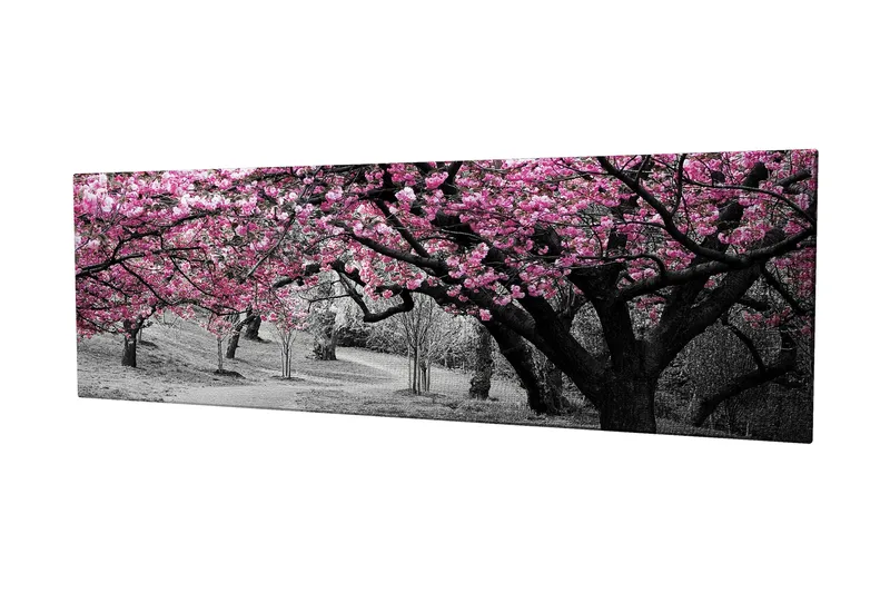 Lærredstryk 80x30 cm - Blomstrende kirsebærtræer i sort-hvidt landskab, Lyserød / Sort