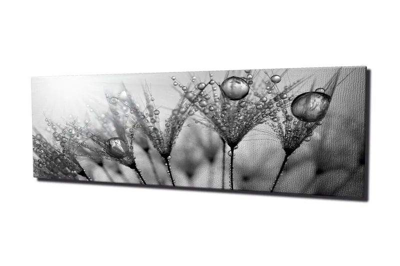 Lærredstryk 80x30 cm - Sort-hvidt billede af vanddråber på fjer, Sort / Hvid / Grå