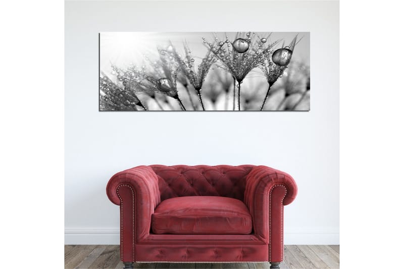 Lærredstryk 80x30 cm - Sort-hvidt billede af vanddråber på fjer - Sort / Hvid / Grå - Boligtilbehør - Billeder & kunst - Billeder på lærred